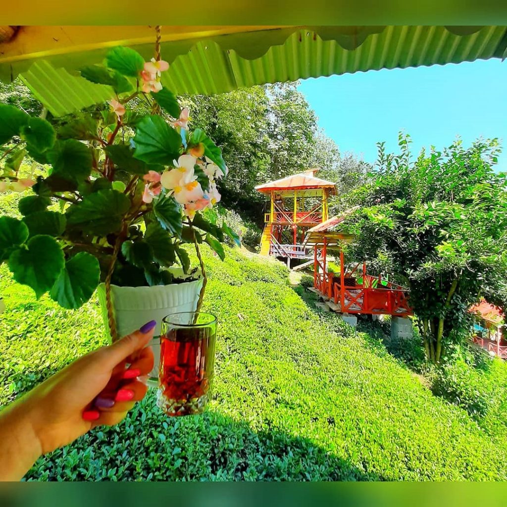باغات چای ایرانی