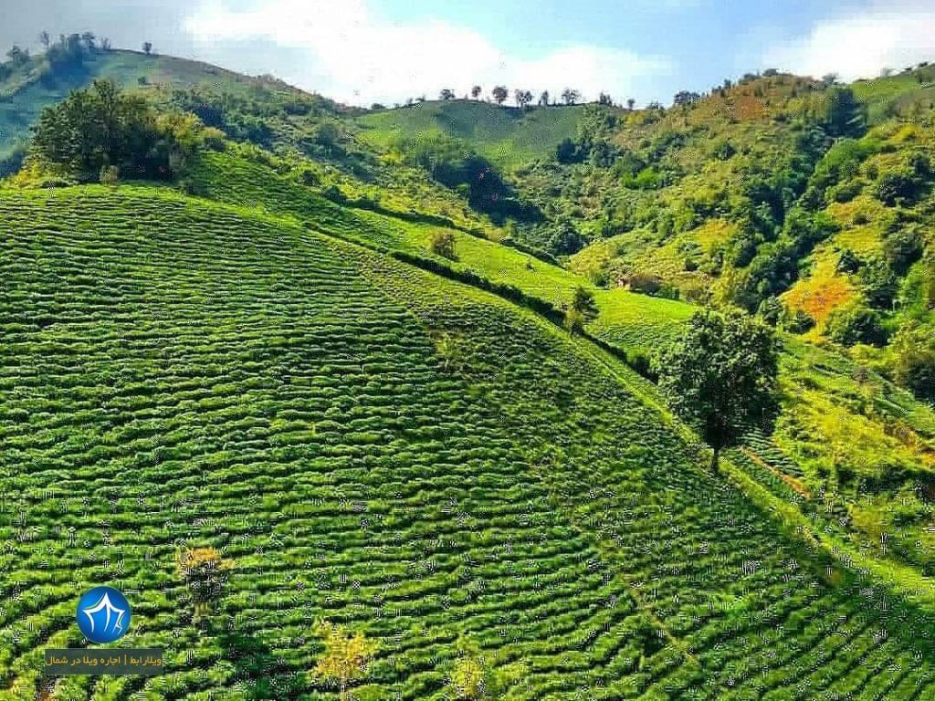 منطقه لیلا کوه ، ییلاقی با مزارع چای و باغ های پرتقال | ویلارابط