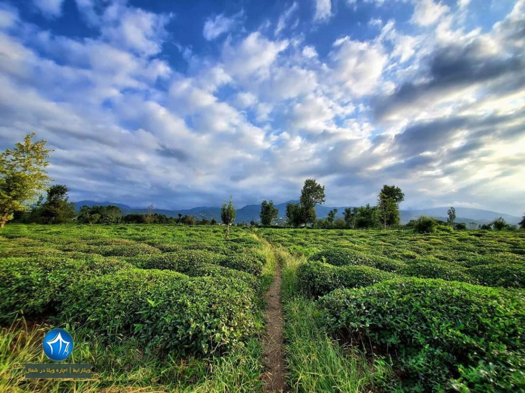 باغ چای املش باغات چای املش ویلارابط مناطق ییلاقی و باغات چای املش (۳)