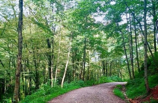جنگل تیلاکنار تیلاکنار متل قو تیلا کنار سلمانشهر مازندران جنگل متلقو (۳)