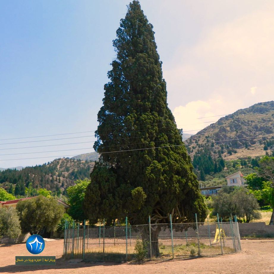 درخت سرو هرزویل رودبار (۲)