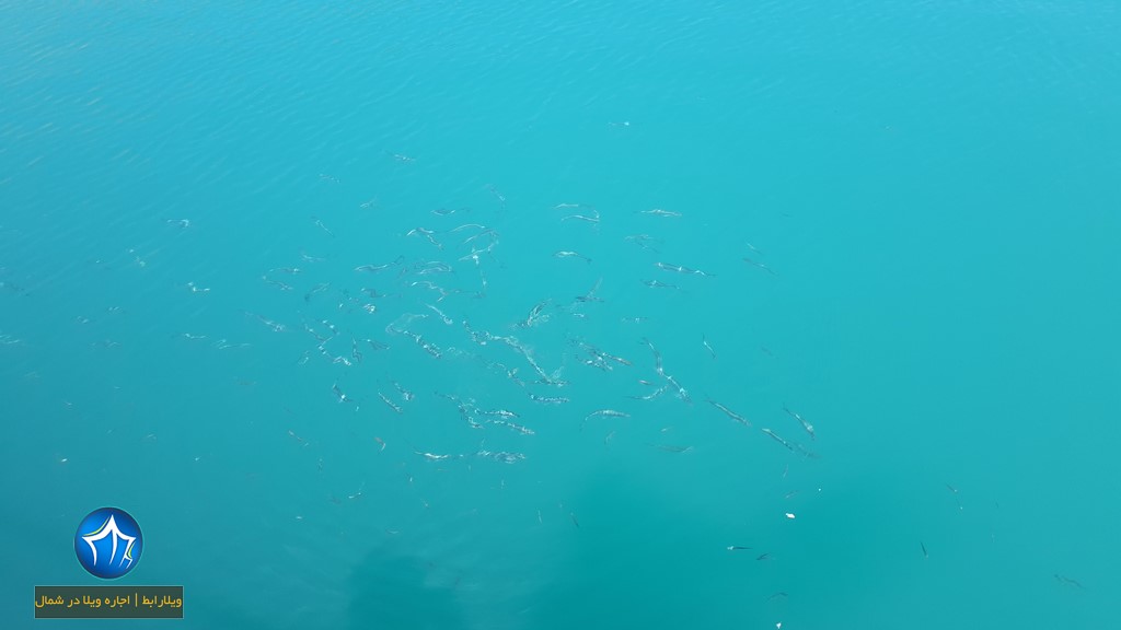 ماهی های دریاچه ولشت